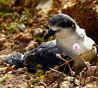 Barau's Petrel