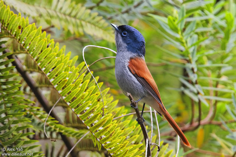 Mascarene Paradise Flycatcher, identification