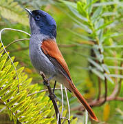 Mascarene Paradise Flycatcher