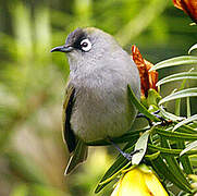 Reunion Olive White-eye