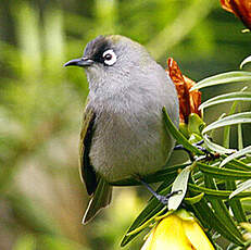 Zostérops de la Réunion