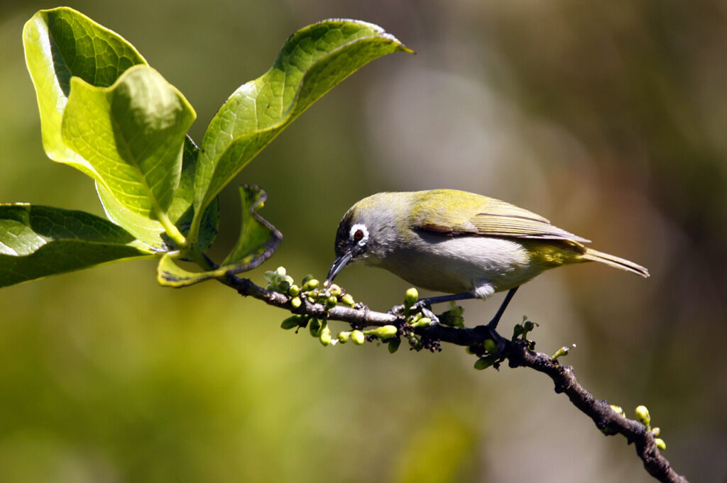 Reunion Olive White-eye