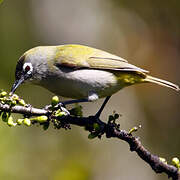 Reunion Olive White-eye