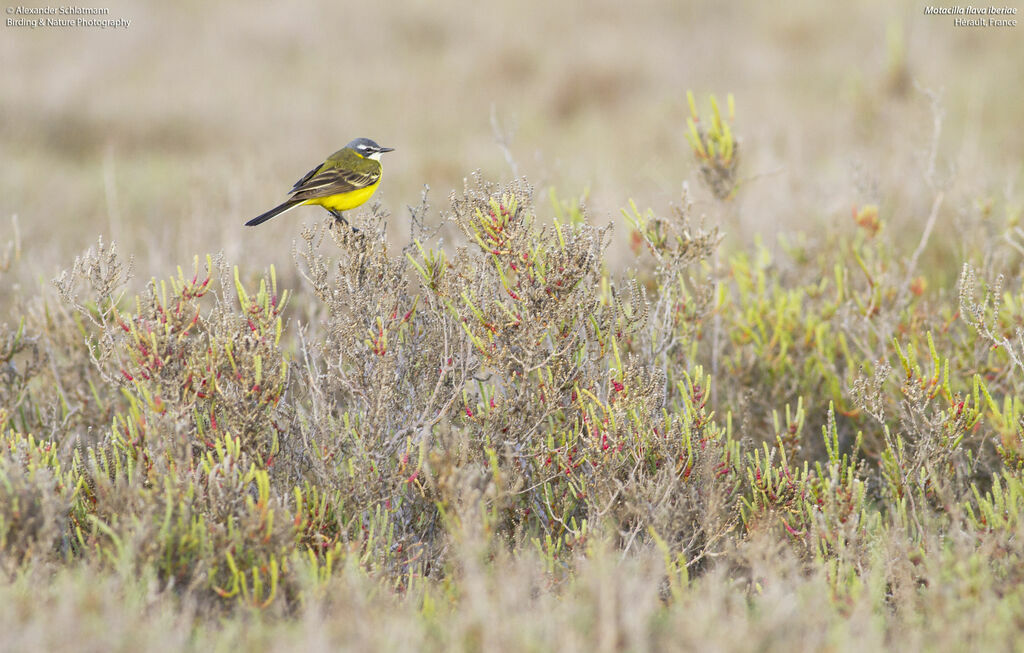 Western Yellow Wagtail (iberiae) male