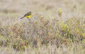 Western Yellow Wagtail (iberiae)