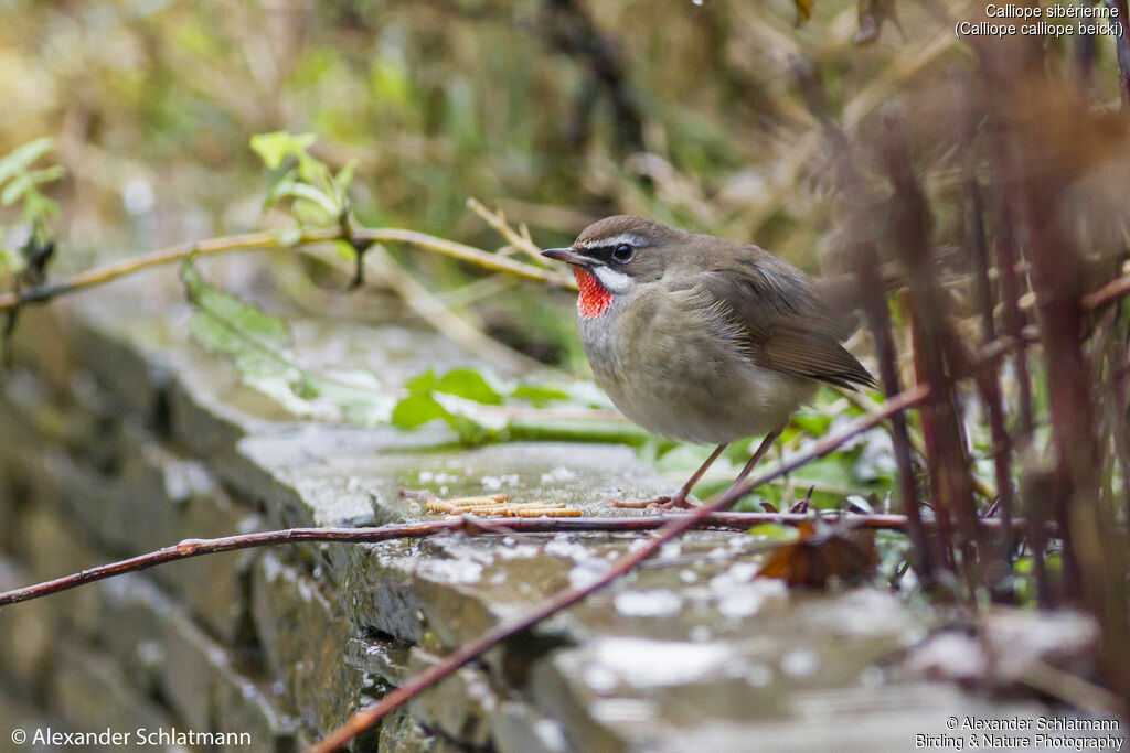 Siberian Rubythroat (beicki) male Second year, identification, walking