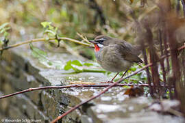 Siberian Rubythroat (beicki)