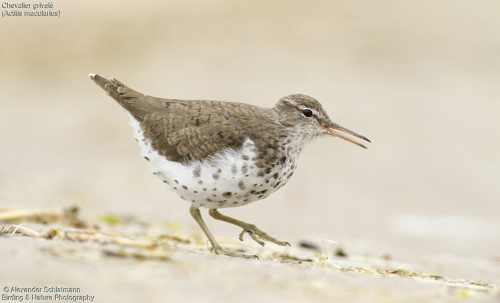 Spotted Sandpiperadult breeding