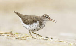 Spotted Sandpiper