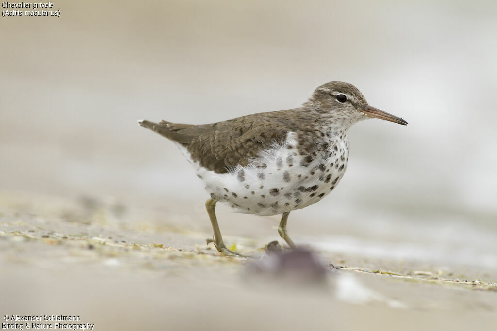 Spotted Sandpiperadult breeding