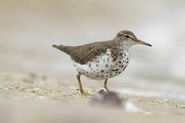 Spotted Sandpiper