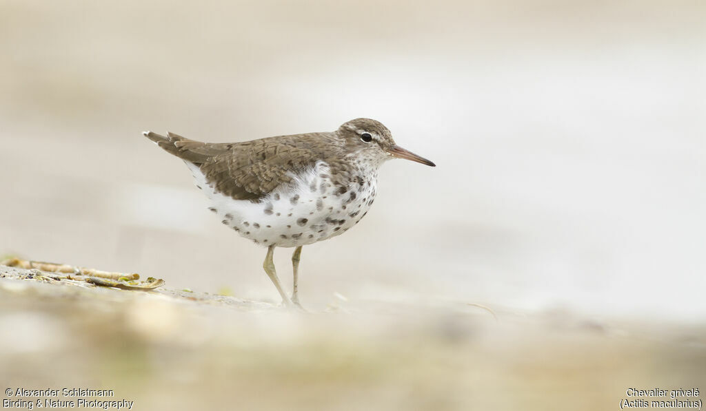 Spotted Sandpiperadult breeding