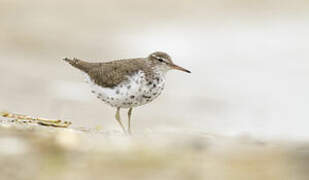 Spotted Sandpiper