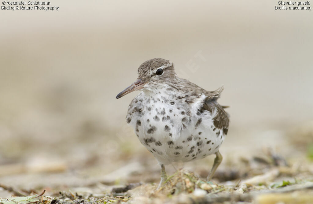 Spotted Sandpiperadult breeding