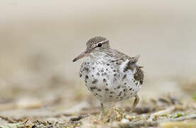 Spotted Sandpiper