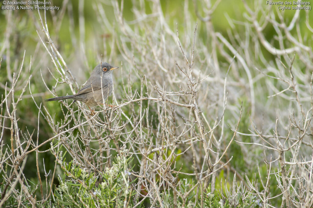 Balearic Warbler, habitat, pigmentation