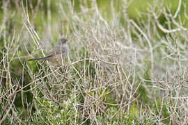 Balearic Warbler