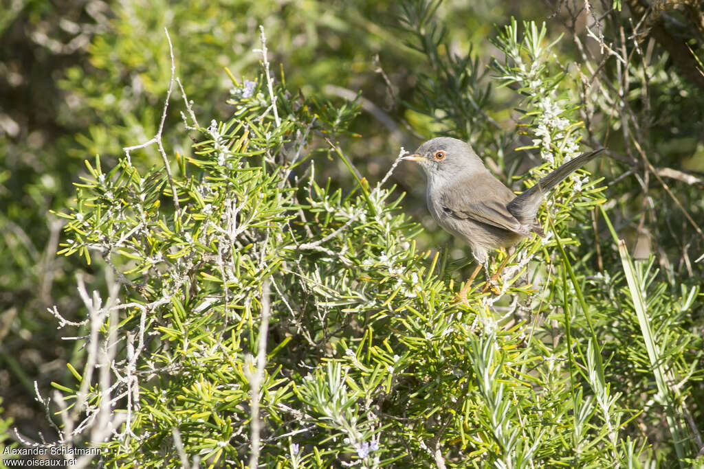 Fauvette des Baléares1ère année, identification, pigmentation