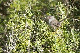 Balearic Warbler