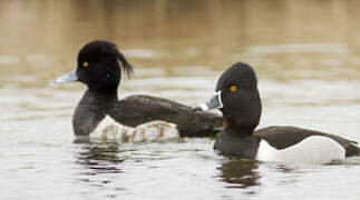 Ring-necked Duck