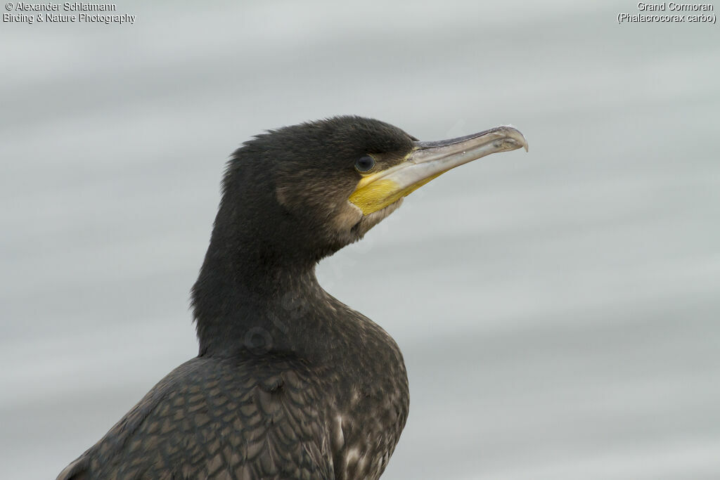 Grand Cormoran1ère année