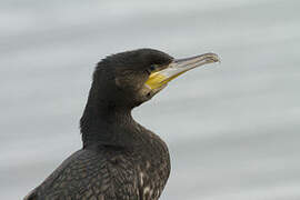 Great Cormorant