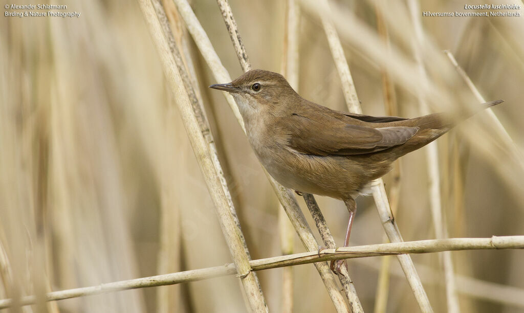 Savi's Warbler