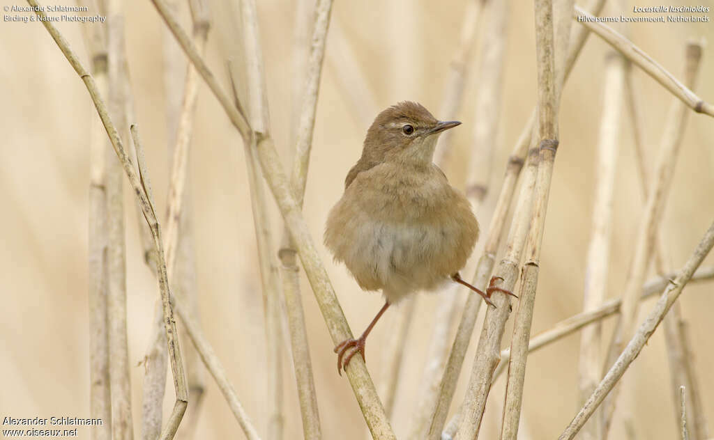 Savi's Warbleradult, habitat, Behaviour