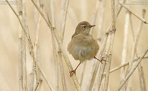 Savi's Warbler