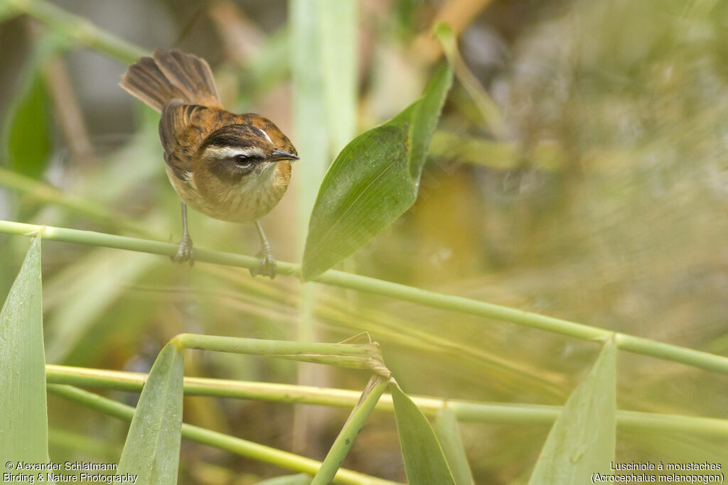 Moustached Warbleradult breeding