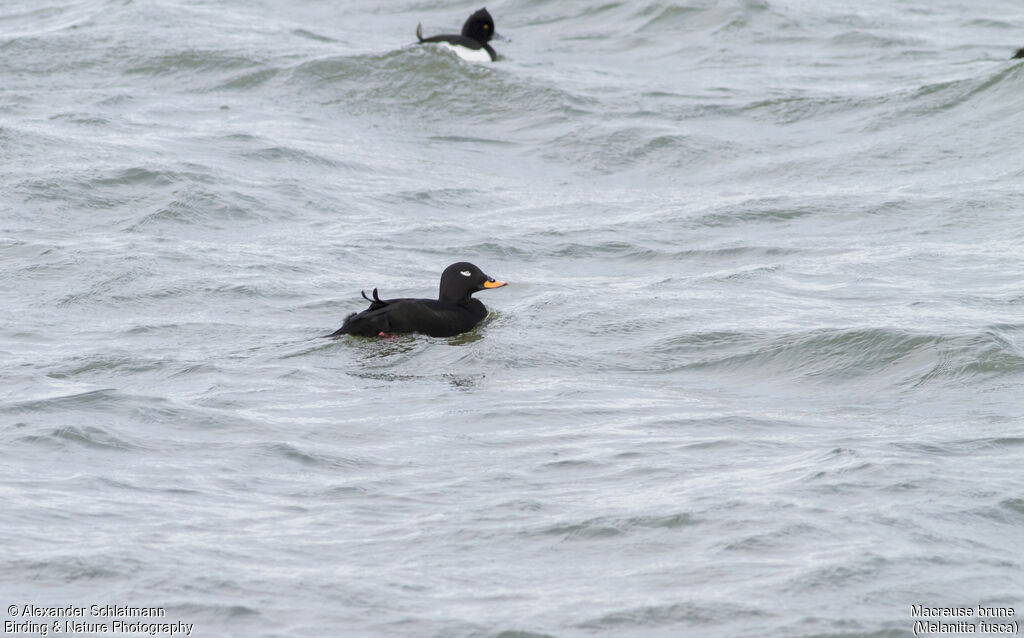 Velvet Scoter male adult