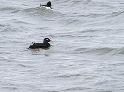 Velvet Scoter