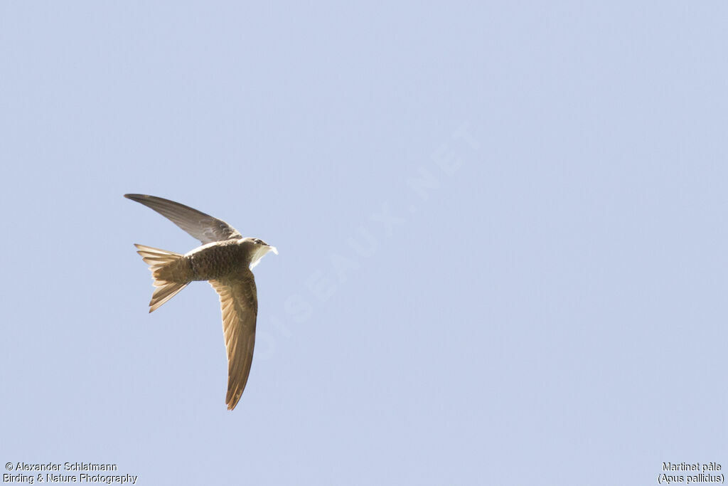 Pallid Swift