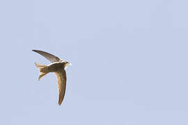 Pallid Swift