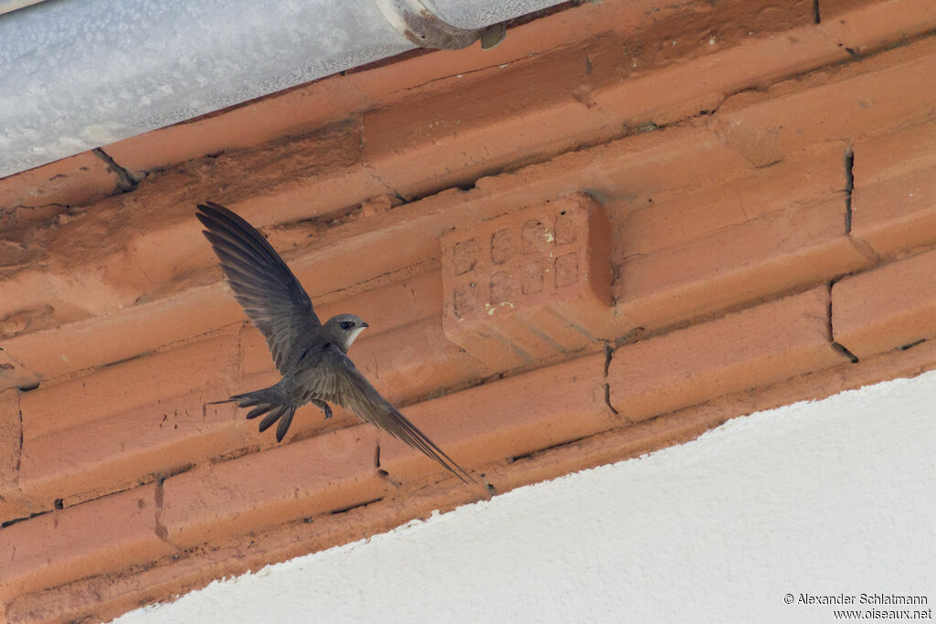 Pallid Swift, Flight