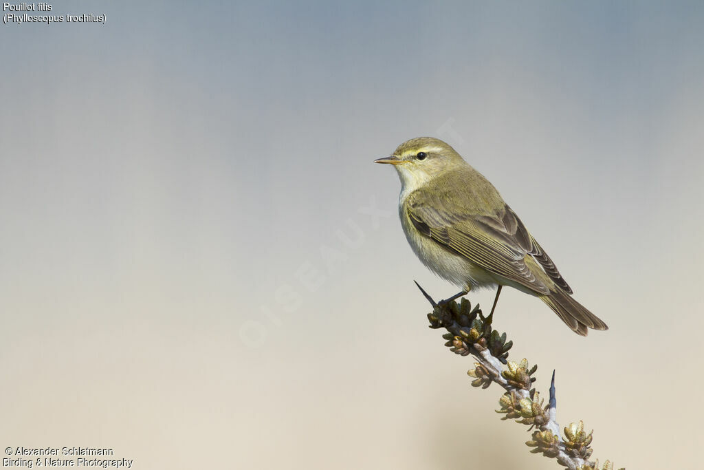 Willow Warbler