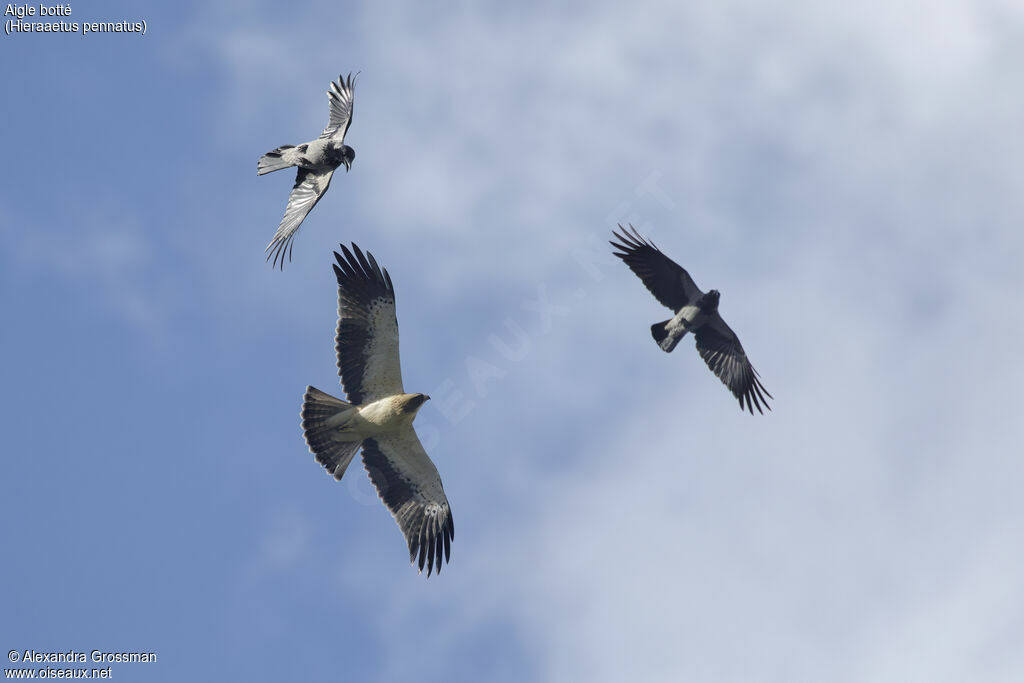 Booted Eagle, Flight