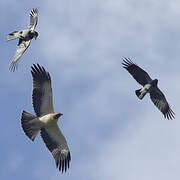 Booted Eagle