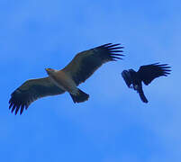 Greater Spotted Eagle