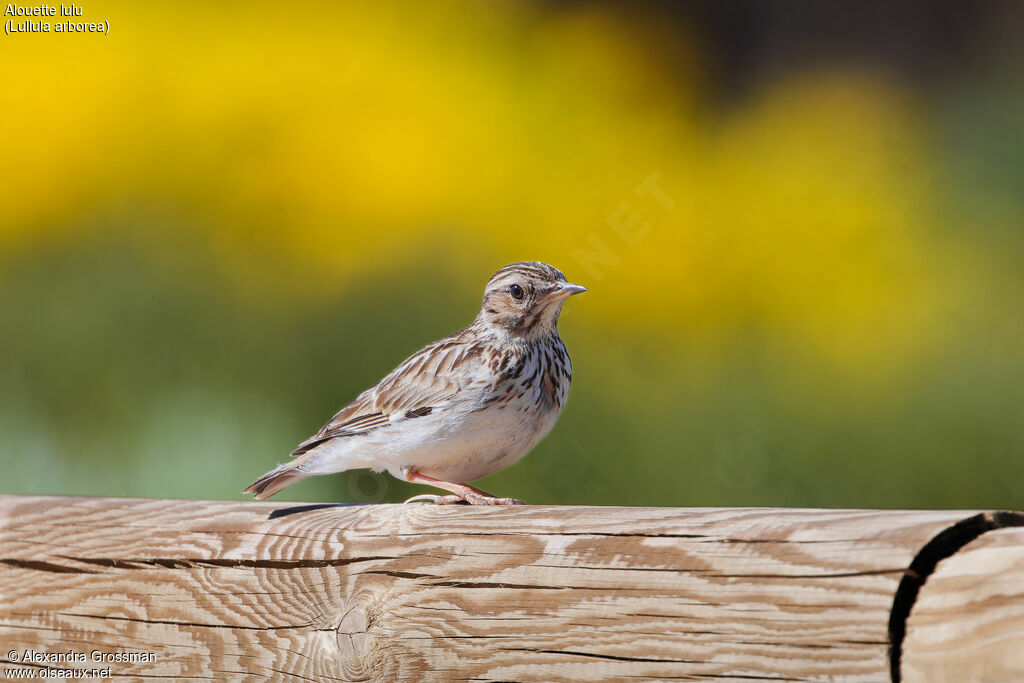 Woodlark male adult breeding, identification