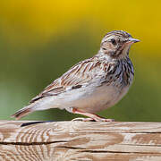 Woodlark