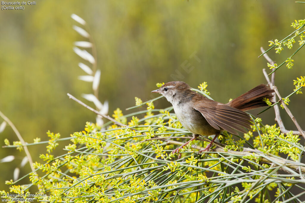 Bouscarle de Cetti, identification, composition