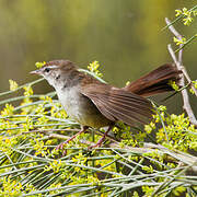 Bouscarle de Cetti