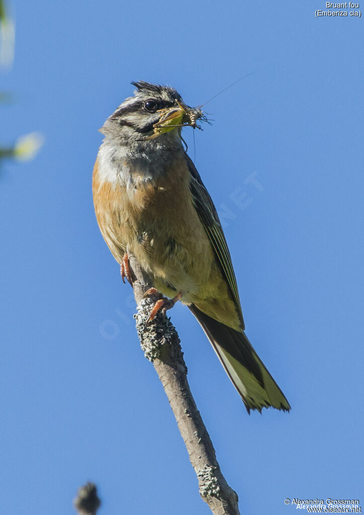 Bruant fou, identification, régime