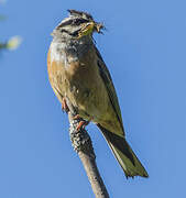 Rock Bunting