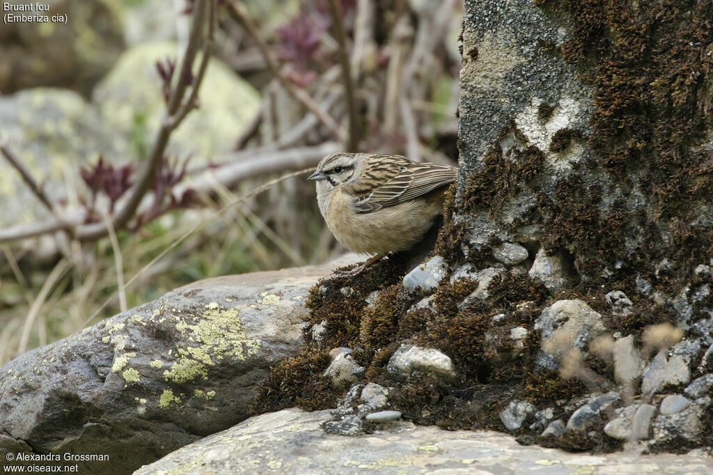 Rock Bunting female adult breeding, identification