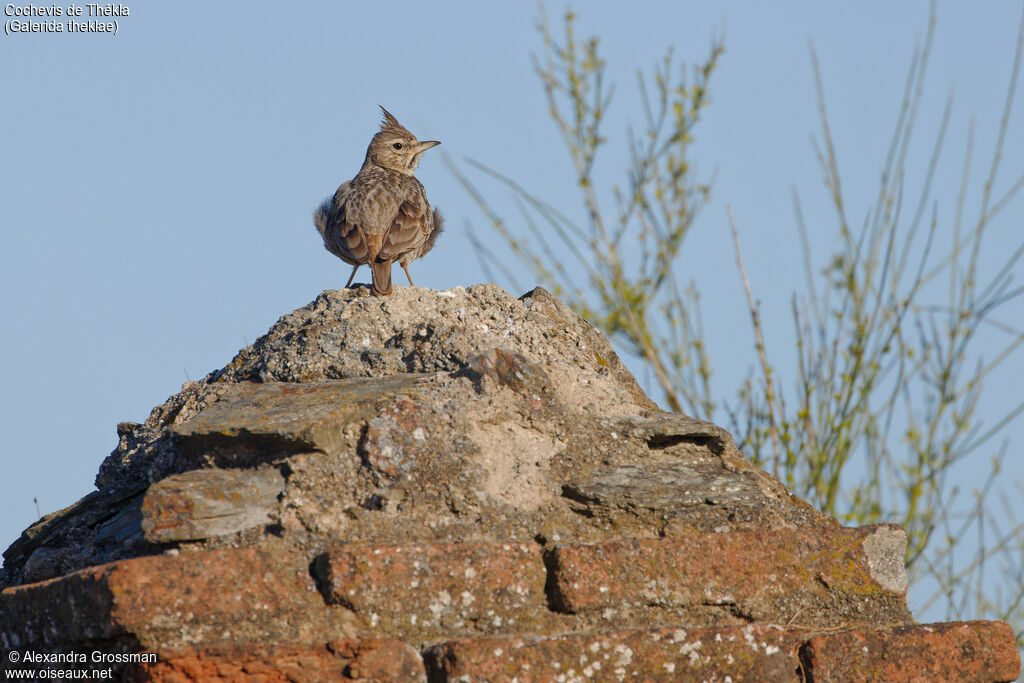 Thekla's Lark, identification