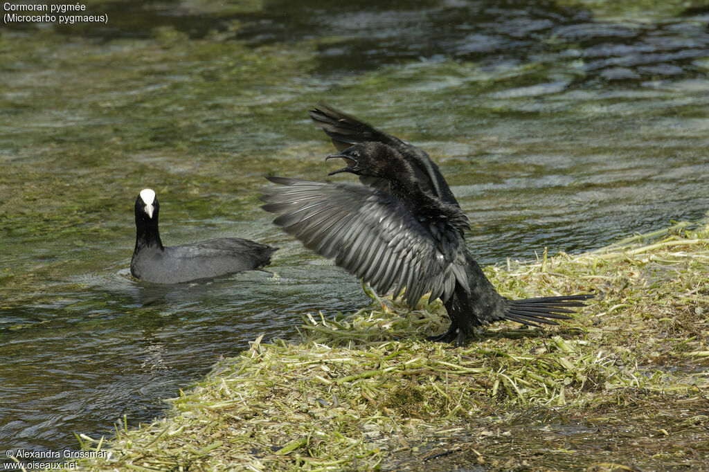 Cormoran pygméeadulte, identification