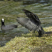 Pygmy Cormorant