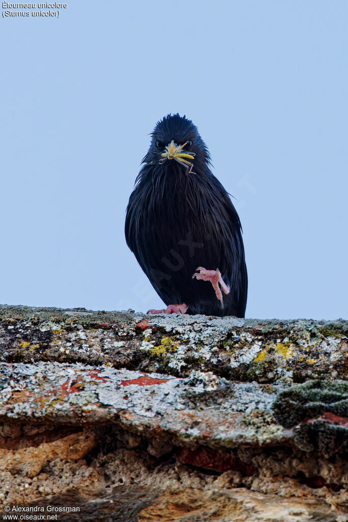 Spotless Starlingadult breeding, identification, feeding habits, Behaviour